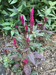 Celosia spicata