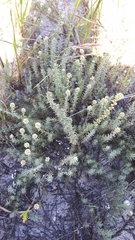 Ifloga repens