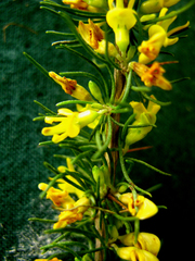 Aspalathus spinosa flavispina