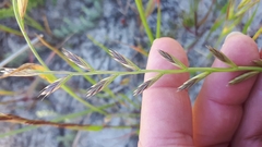 Lolium perenne perenne