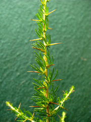 Aspalathus spinosa flavispina