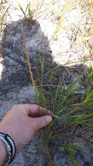 Lolium perenne perenne