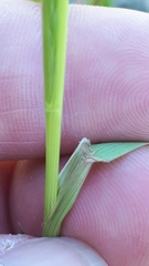 Lolium perenne perenne