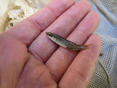 Fundulus catenatus