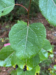 Populus tremuloides