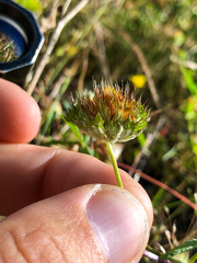 Trifolium cyathiferum