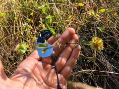 Trifolium cyathiferum