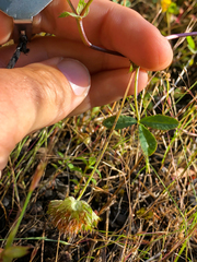 Trifolium cyathiferum
