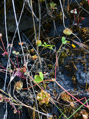 Trifolium cyathiferum