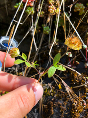 Trifolium cyathiferum