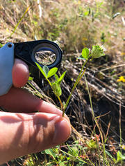 Trifolium cyathiferum