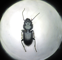 Dixus clypeatus