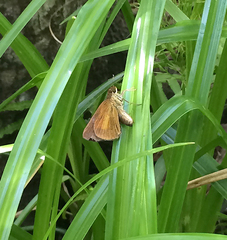 Euphyes dukesi calhouni