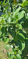 Ficus