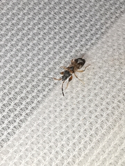 Scolopostethus affinis