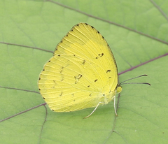 Eurema hecabe hecabe