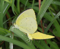 Eurema hecabe hecabe