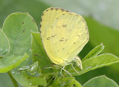 Eurema hecabe hecabe