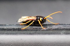 Urocerus flavicornis