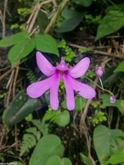 Impatiens scapiflora
