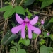 Impatiens scapiflora - Photo (c) Harikrishnan S, μερικά δικαιώματα διατηρούνται (CC BY-NC), uploaded by Harikrishnan S