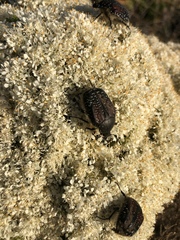 Trichostetha bicolor