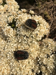 Trichostetha bicolor