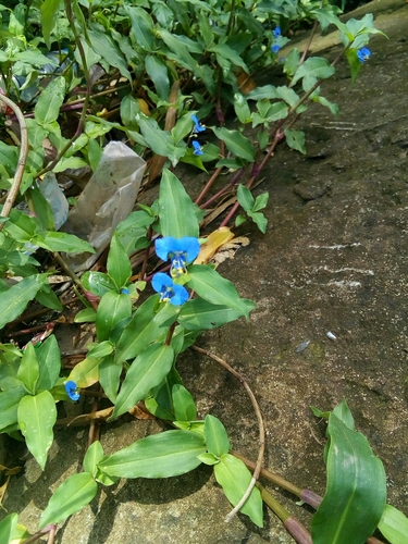 Scrambling Dayflower photographed in Sierra Leone