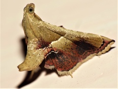 Endotricha repandalis