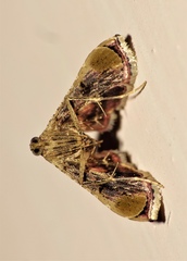 Endotricha repandalis