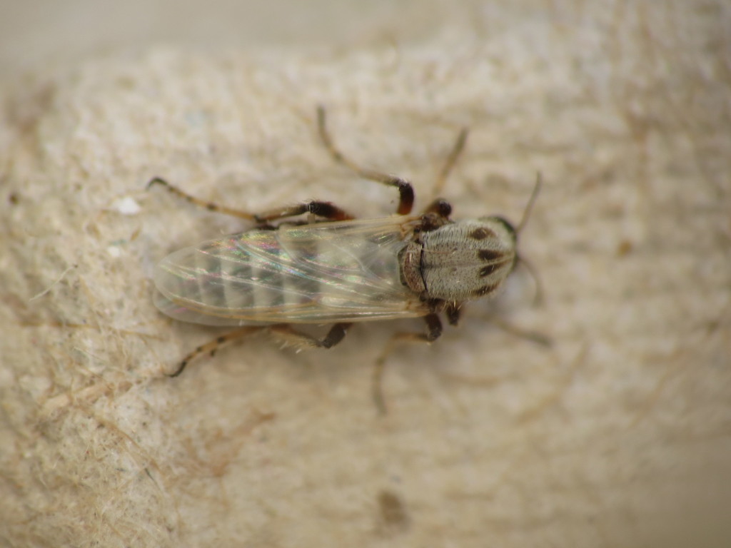 Sphaeromias pictus