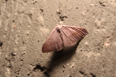 Digrammia neptaria