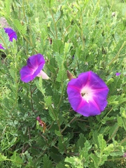 Ipomoea stans