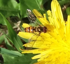 Episyrphus balteatus