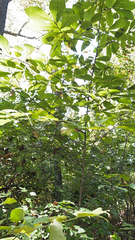 Magnoliales