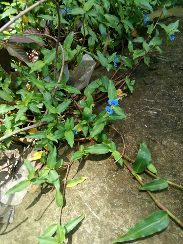 Commelina diffusa image