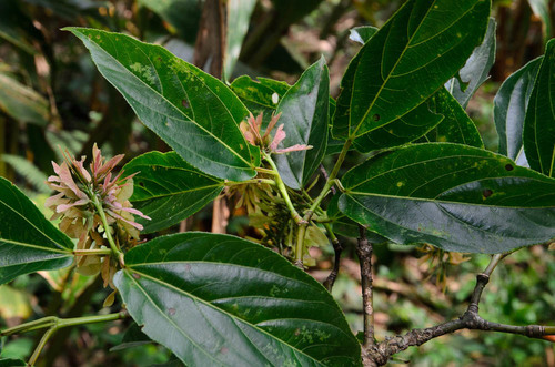 Acer hookeri