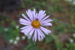 Erigeron peregrinus