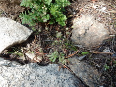 Micranthes bryophora