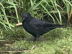 Corvus corone