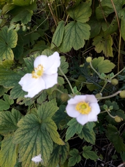 Eriocapitella × hybrida