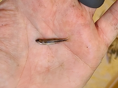 Rhinichthys atratulus