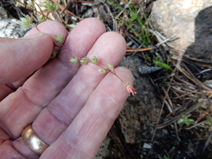 Micranthes bryophora
