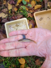 Rhinichthys atratulus