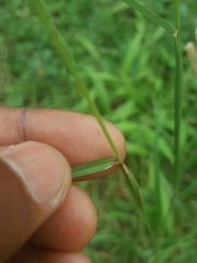 Chloris pilosa