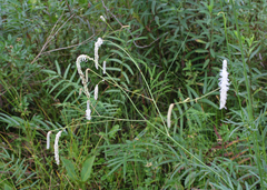 Sanguisorba parviflora