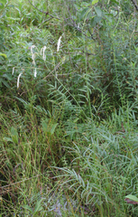 Sanguisorba parviflora