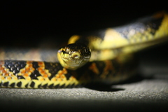 Lycodon semicarinatus