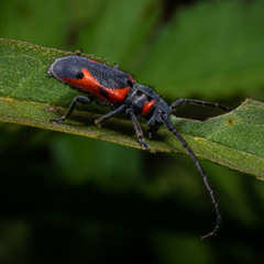 Tetraopes discoideus