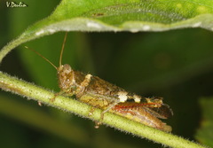 Apalacris varicornis